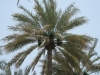 Abu Dhabi - Al Ain City - 15