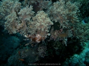st-johns-075