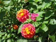 robinson-028