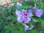 robinson-078