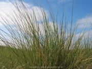 borkum-069