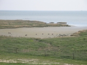 borkum-091