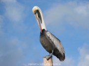 curacao-003