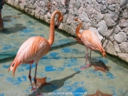 curacao-026