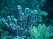 curacao-dive-008