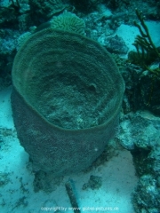 curacao-dive-009