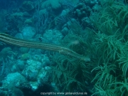 curacao-dive-010