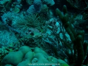 curacao-dive-011