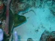 curacao-dive-012