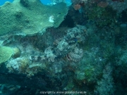 curacao-dive-015