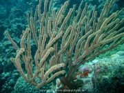 curacao-dive-016