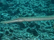 curacao-dive-017
