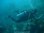 curacao-dive-018