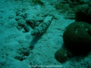 curacao-dive-019