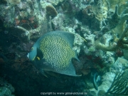 curacao-dive-020