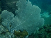 curacao-dive-021