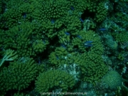 curacao-dive-022