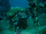 curacao-dive-026