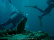 curacao-dive-027