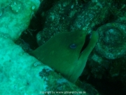 curacao-dive-033