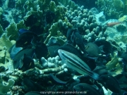 curacao-dive-035