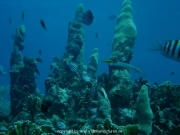 curacao-dive-038