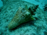curacao-dive-040