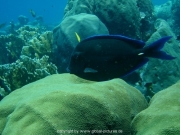 curacao-dive-042