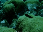 curacao-dive-043