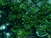 curacao-dive-044