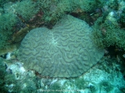 curacao-dive-050
