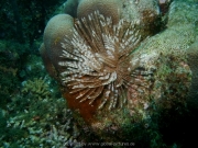 curacao-dive-051