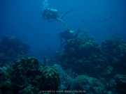 curacao-dive-052