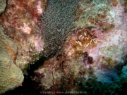 curacao-dive-053