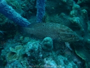 curacao-dive-054