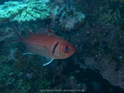 curacao-dive-055