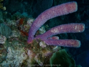 curacao-dive-056