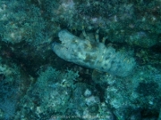 curacao-dive-057