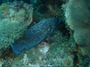 curacao-dive-058