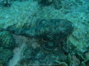 curacao-dive-059