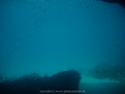 curacao-dive-061