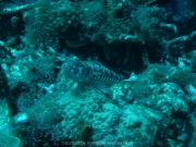 curacao-dive-071