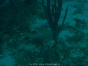 curacao-dive-077