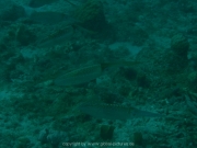 curacao-dive-078