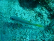 curacao-dive-080