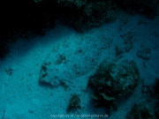 curacao-dive-081