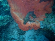 curacao-dive-082