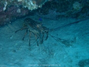 curacao-dive-083