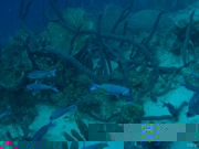 curacao-dive-084