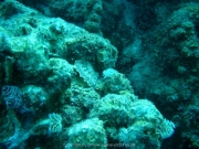 curacao-dive-085